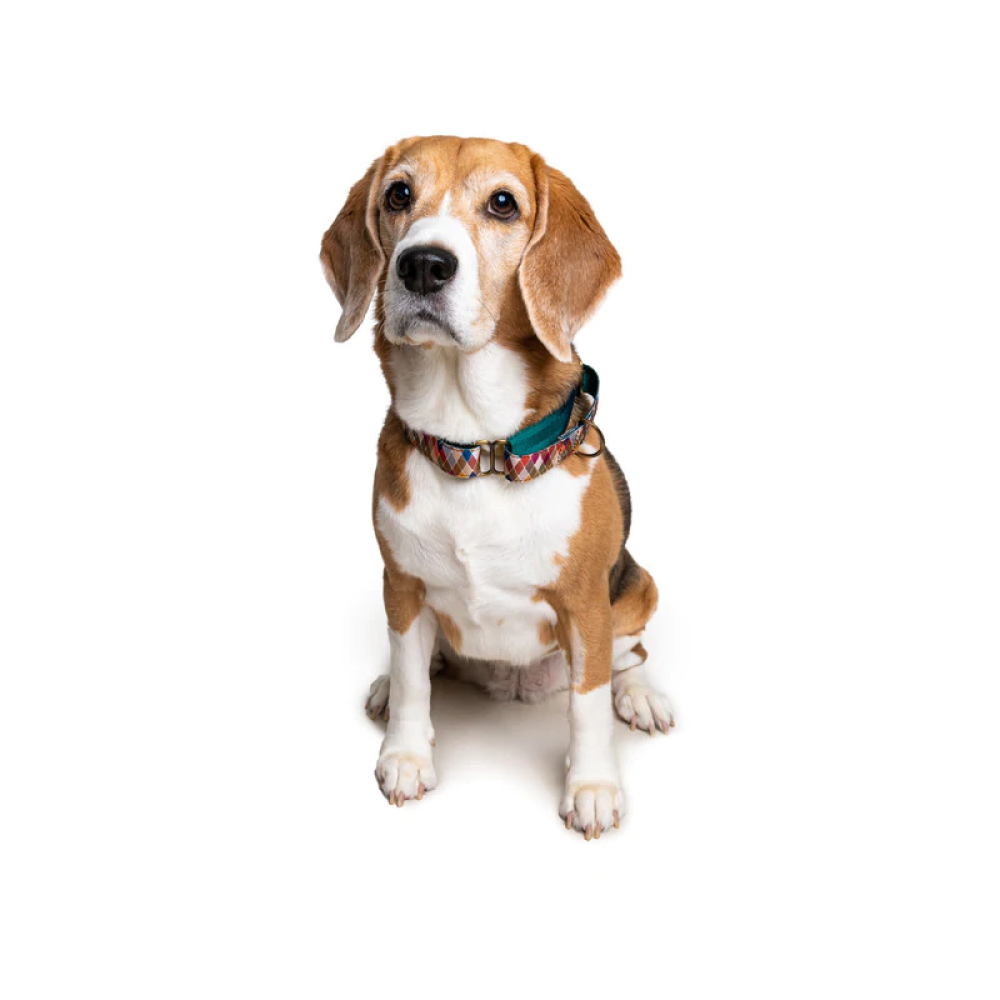 PetWale Martingale Dog Collar (Diamond)