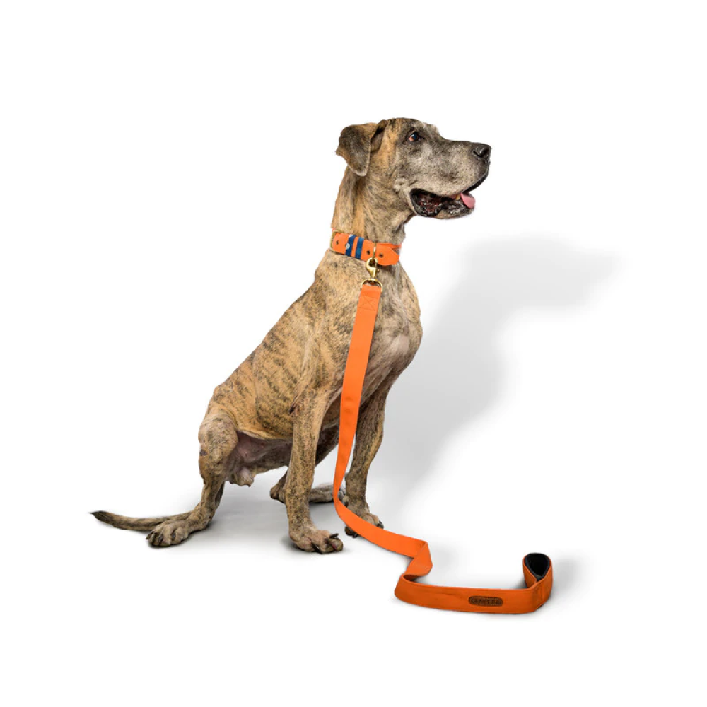 PetWale Fabric Belt Collar for Dogs (Orange)