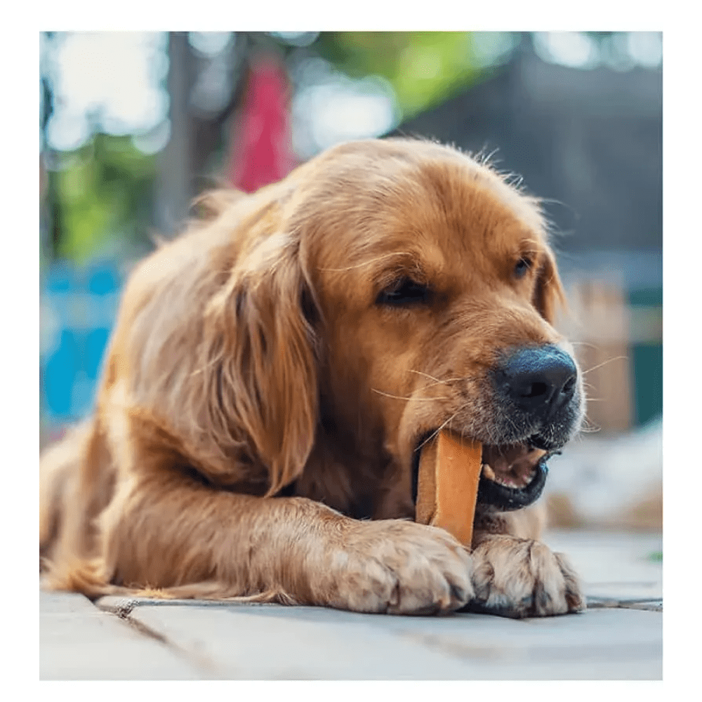 Dogsee Chew Turmeric Chew Bars Large Breed Dog Treats