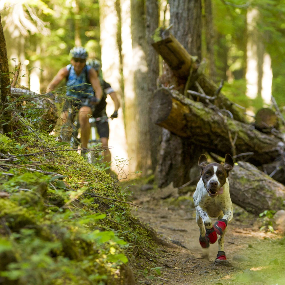 Dog 2025 trail shoes