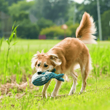 Kong CuteSeas Whale Dog Toy for Dogs