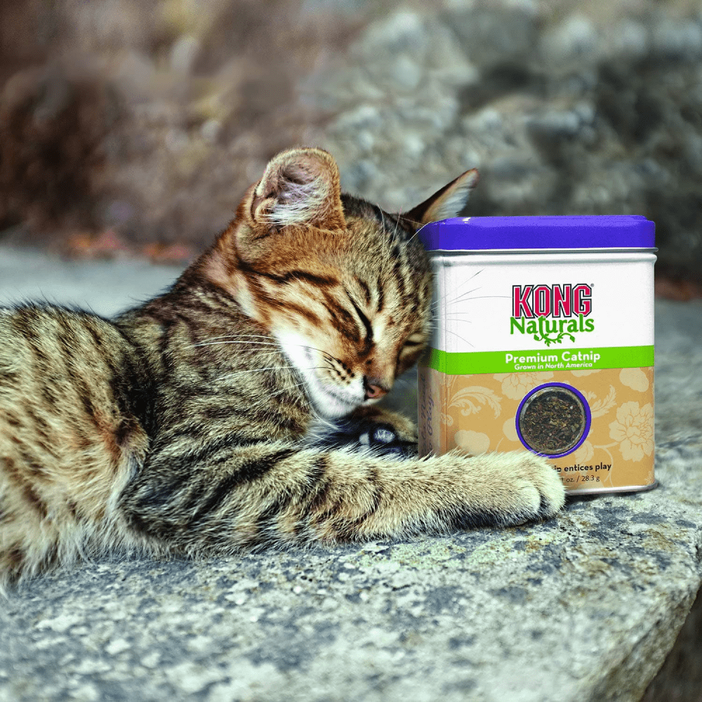 Kong Naturals Catnip for Cats Cats-Toys Kong