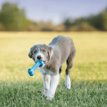 Kong Puppy Goodie Bone Toy for Dogs