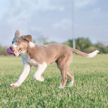 Kong Puppy Teething Stick Toy for Dogs (Blue)