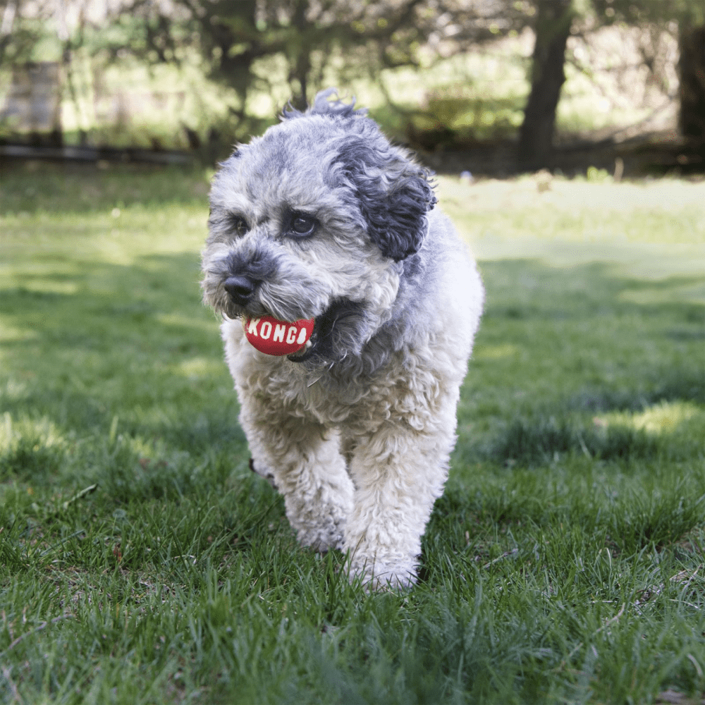 Kong Signature Ball Toy for Dogs