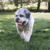 Kong Signature Ball Dog Toy
