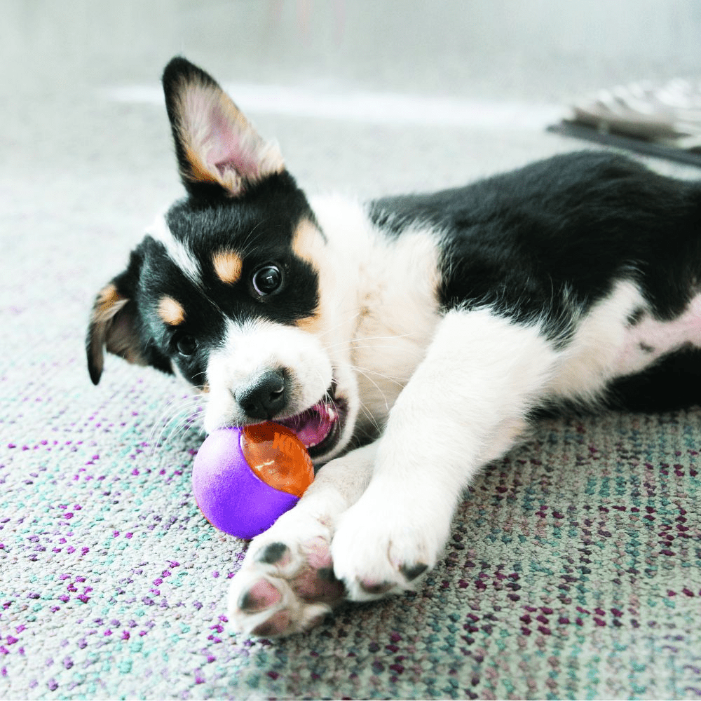 Kong Squeezz Action Ball Toy for Dogs