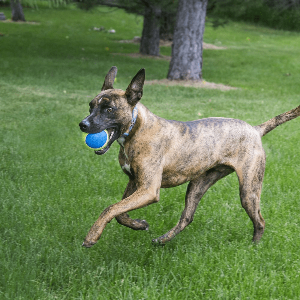 KONG Ultra Squeak Air Ball Dog Toy