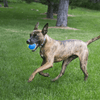 KONG Ultra Squeak Air Ball Toy for Dogs Dogs-Toys Kong