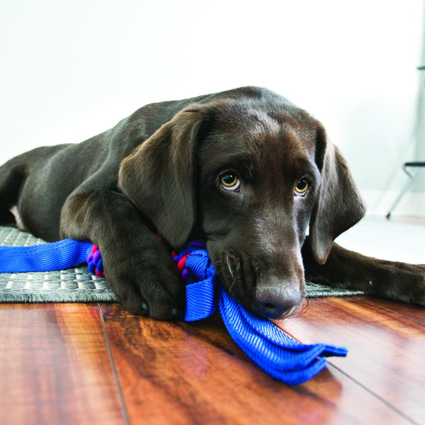 Kong Wubba Tugga Toy for Dogs (Blue)