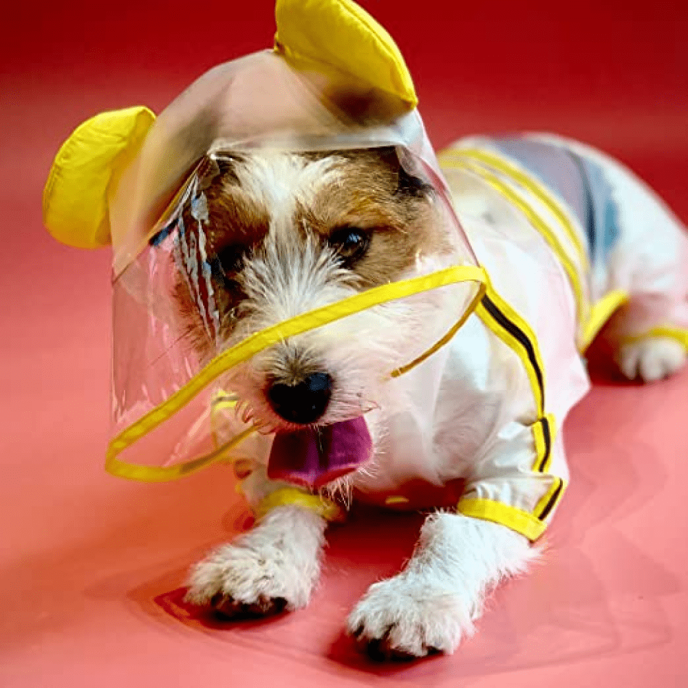 Barkbutler x Fofos Four Leg Yellow Raincoat for Dogs (Button Up Style) Dogs-Clothing & Accessories Barkbutler