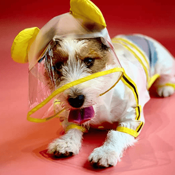 Fofos Four Leg Yellow Raincoat for Dogs (Button Up Style)