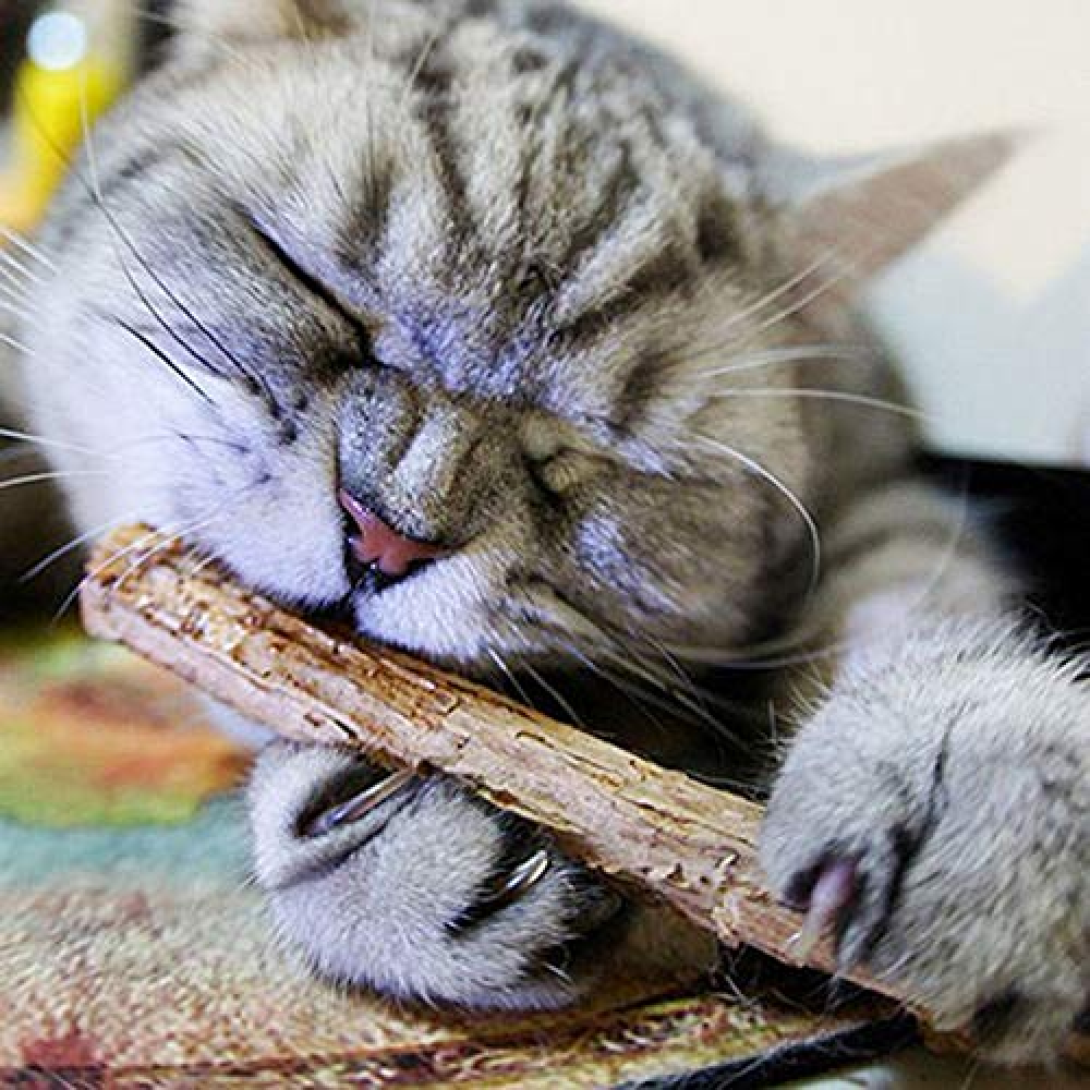 Trixie Matatabi Chewing Sticks For Cats