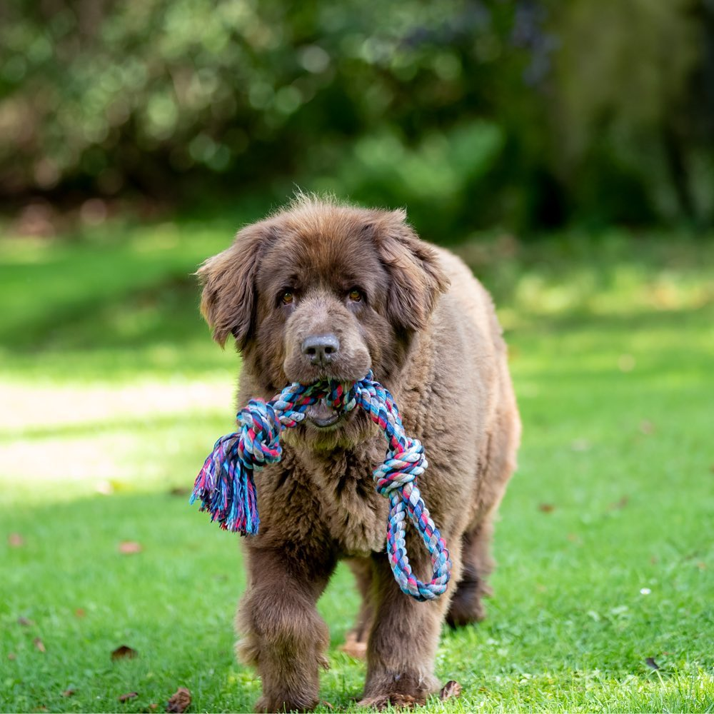 Trixie Playing Rope with Knots Toy for Dogs (Blue)