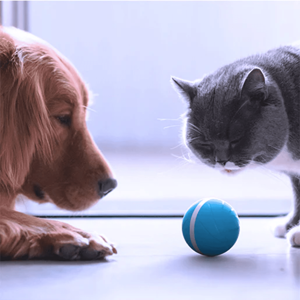 Cheerble Wicked Ball Interactive Toy for Dogs (Blue) Dogs-Toys Cheerble