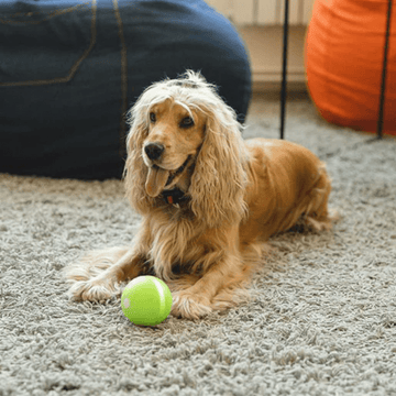 Cheerble Wicked Ball Interactive Toy for Dogs (Blue)