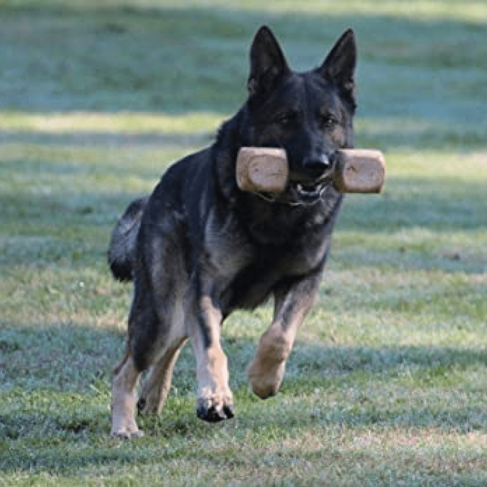 Hiputee Chew Wood Toy for Dogs