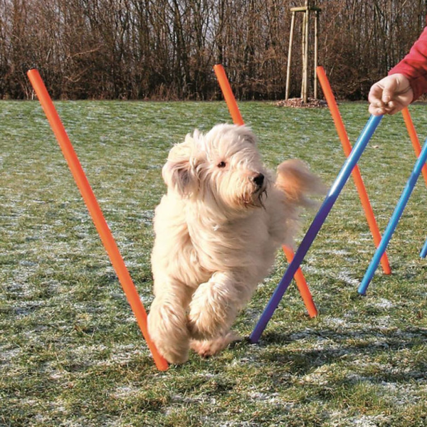 Trixie Dog Agility Slalom for Dogs (Orange/Blue)