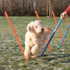 Trixie Dog Agility Slalom for Dogs (Orange/Blue)