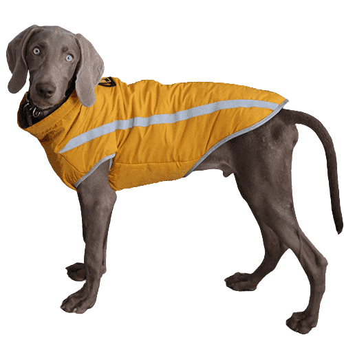 A Plus A Pets Luxurious Rain & Wind Protector Jacket for Dogs (Yellow)