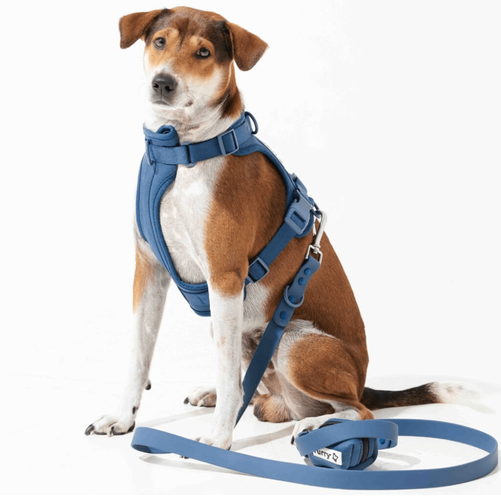 Blue harness best sale for dogs