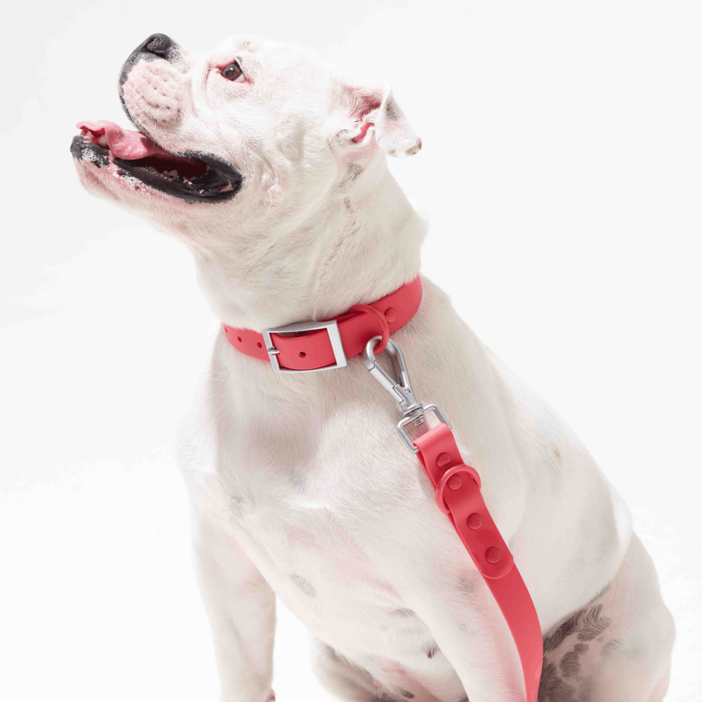 Furry & Co Weatherproof Collar for Dogs (Coral Red)