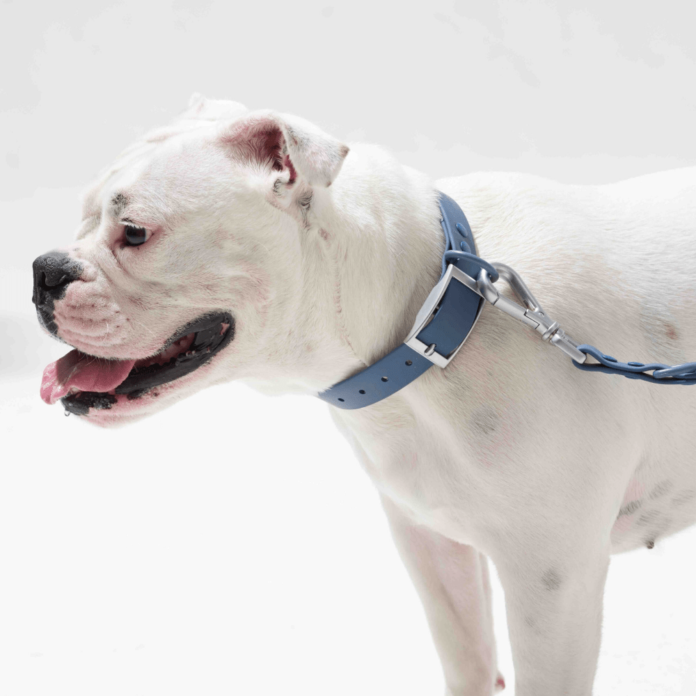 Furry & Co Weatherproof Collar for Dogs (Indigo Blue)