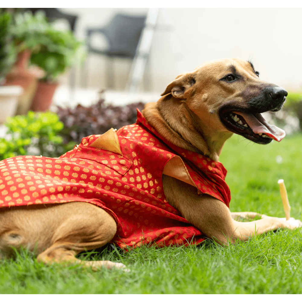 Pawgypets Sherwani for Dogs and Cats (Red)