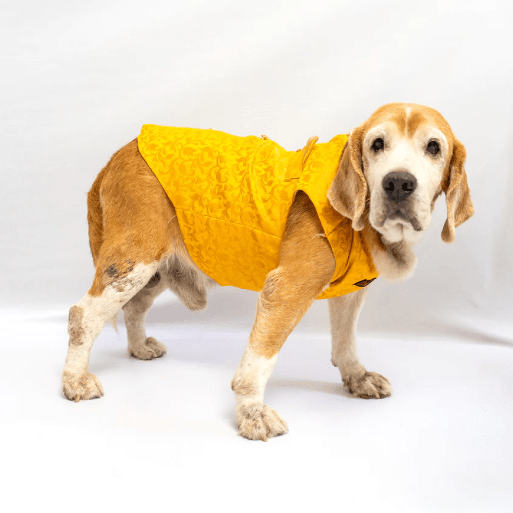 Pawgypets Sherwani for Dogs and Cats (Yellow) Both-Clothing & Accessories Pawgypets Dropship XXS