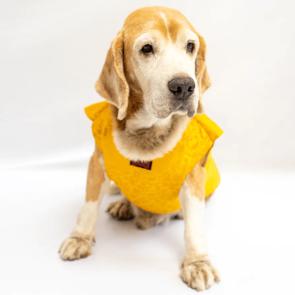 Pawgypets Sherwani for Dogs and Cats (Yellow)