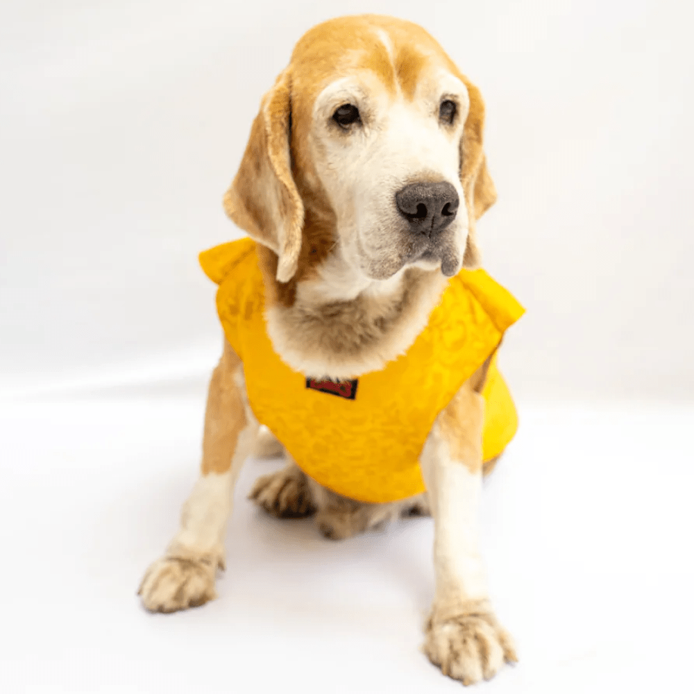 Pawgypets Sherwani for Dogs and Cats (Yellow) Both-Clothing & Accessories Pawgypets Dropship