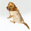 Pawgypets Sherwani for Dogs and Cats (White)
