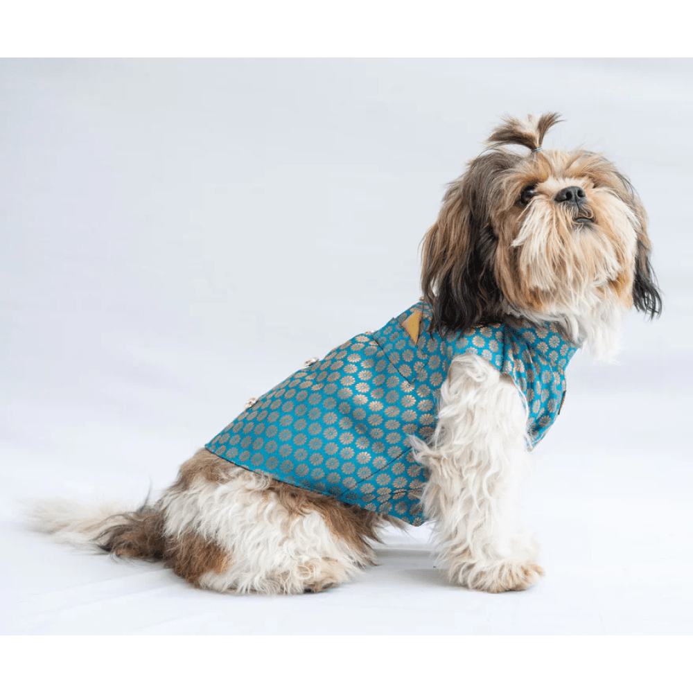 Pawgypets Sherwani for Dogs and Cats (Blue)