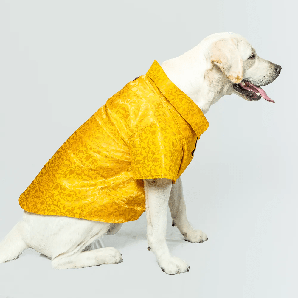 Pawgypets Occasion Wear Shirt for Dogs and Cats (Yellow) Dogs-Clothing & Accessories Pawgypets Dropship XXS