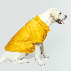 Pawgypets Occasion Wear Shirt for Dogs and Cats (Yellow)