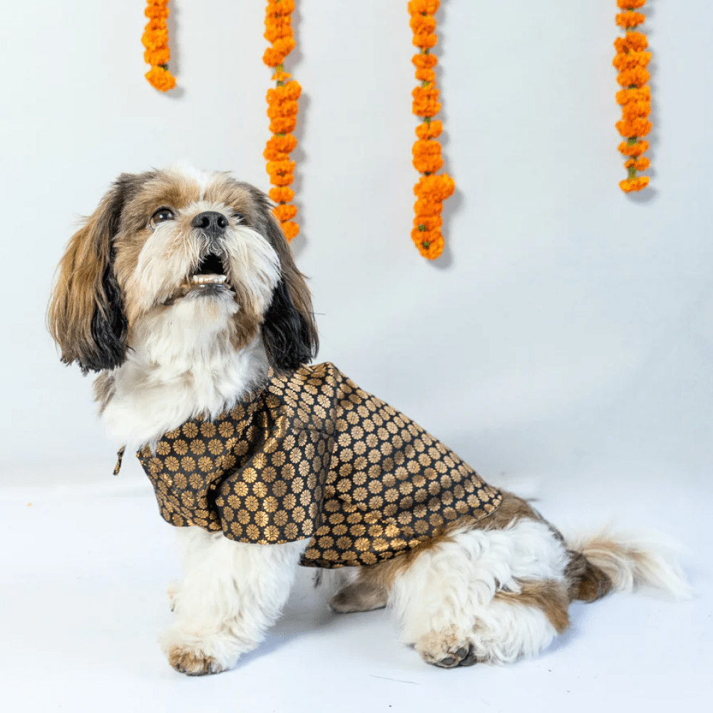 Pawgypets Occasion Wear Shirt for Dogs and Cats (Black) Both-Clothing & Accessories Pawgypets Dropship XXS