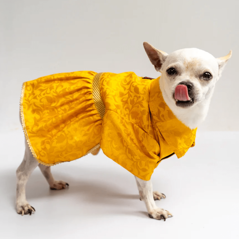 Pawgypets Occasion Wear Dress for Dogs and Cats (Yellow) Both-Clothing & Accessories Pawgypets Dropship M