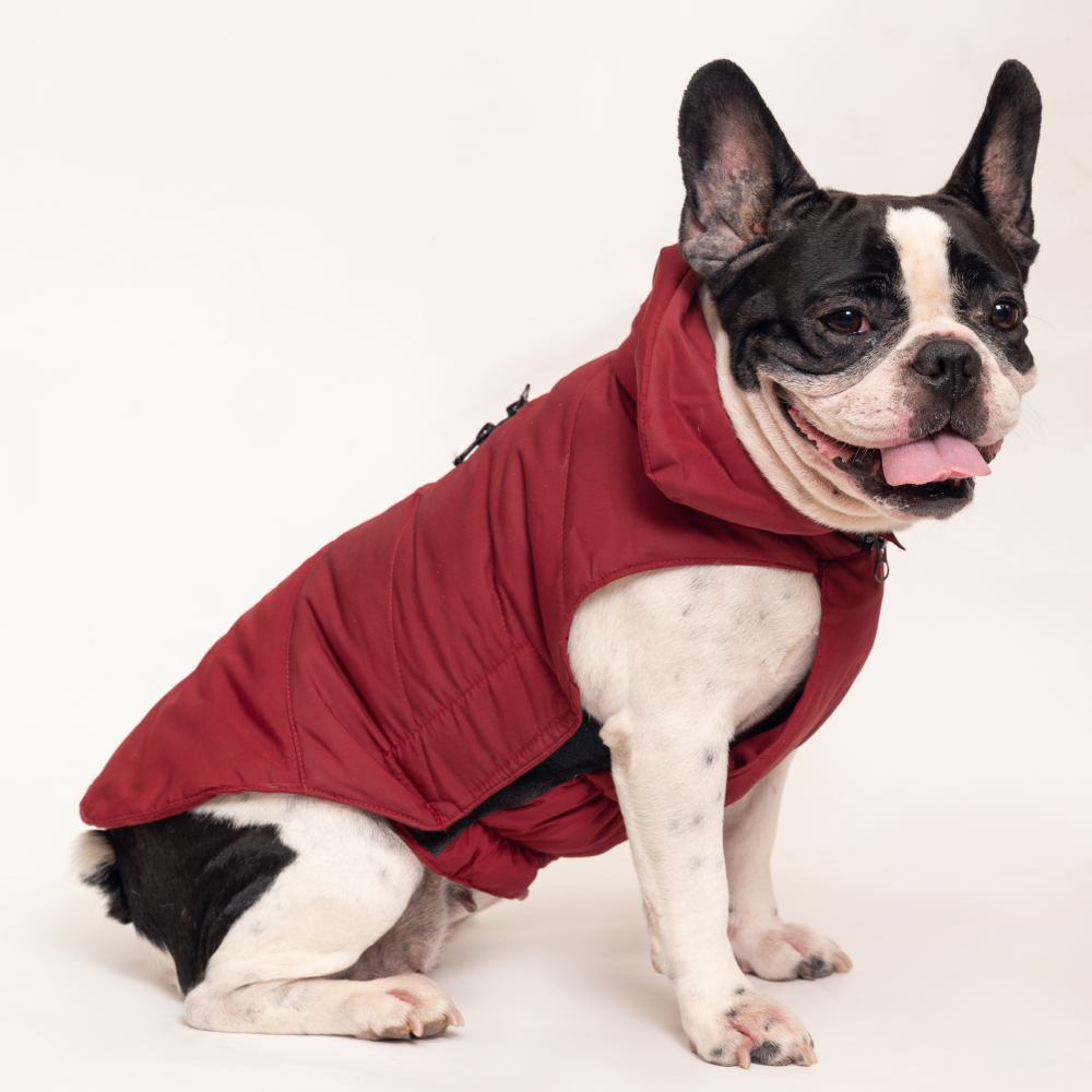 Petsnugs Jacket for Dogs and Cats (Maroon)