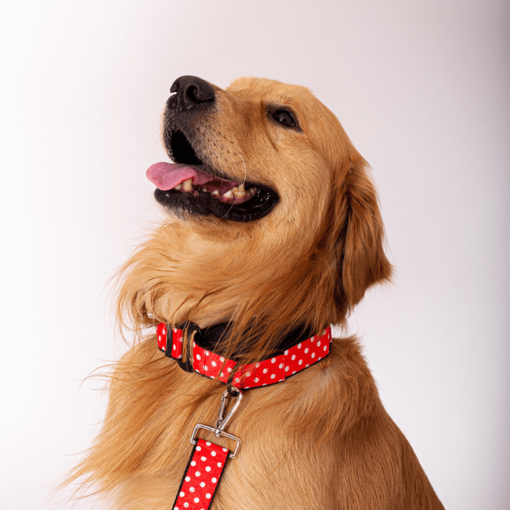 Lana Paws Polka Dots Red Martingale Collar for Dogs (Red)