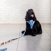 Pet And Parents Stripy Feathers Reversible Harness for Dogs Dogs-Collar, Leashes, harnesses Namaste Pets