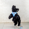 Pet And Parents Stripy Feathers Reversible Harness for Dogs Dogs-Collar, Leashes, harnesses Namaste Pets