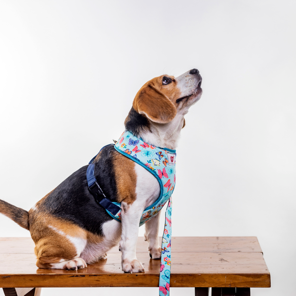 Pet And Parents Butterfly and Polka Reversible Harness for Dogs
