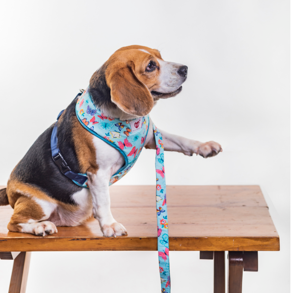 Pet And Parents Butterfly and Polka Reversible Harness for Dogs