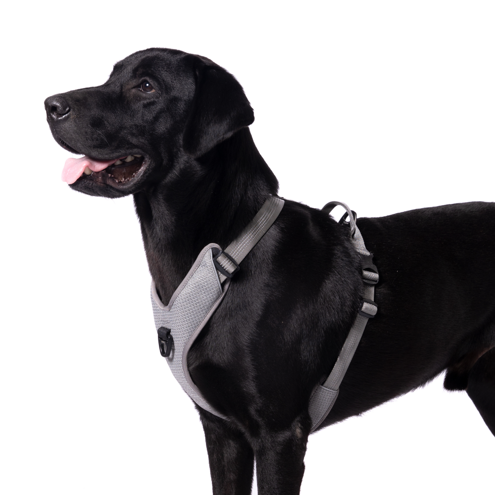 Truelove Harness with Reflective Fabric for Dogs (Gray)