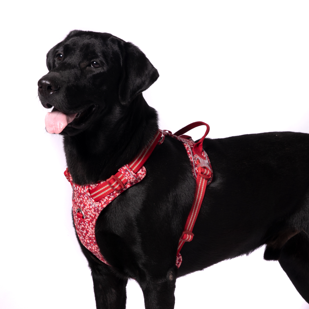 Truelove Floral No Pull Pet Harness for Dogs (Poppy Red)
