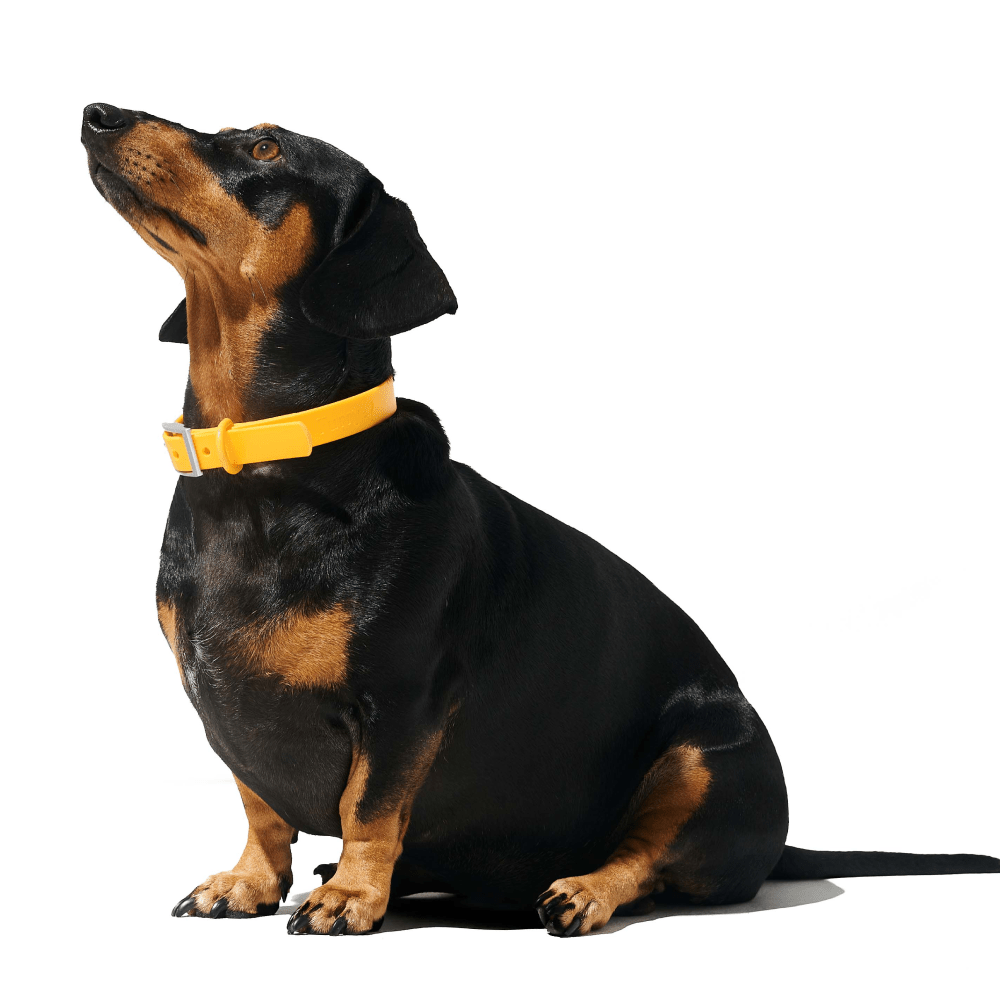 Mango clearance dog collar