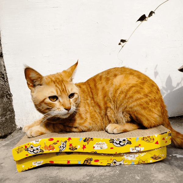 GiGwi Johnny Stick with Catnip & Natural Feathers Toy and Emily Pets Sofa Bed Scratching Pad for Cats and Kittens Combos