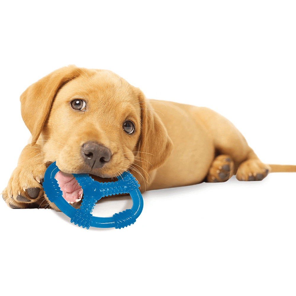 Nylabone Puppy Teething Peanut Butter Flavoured Chew Ring Toy for Dogs (Blue)