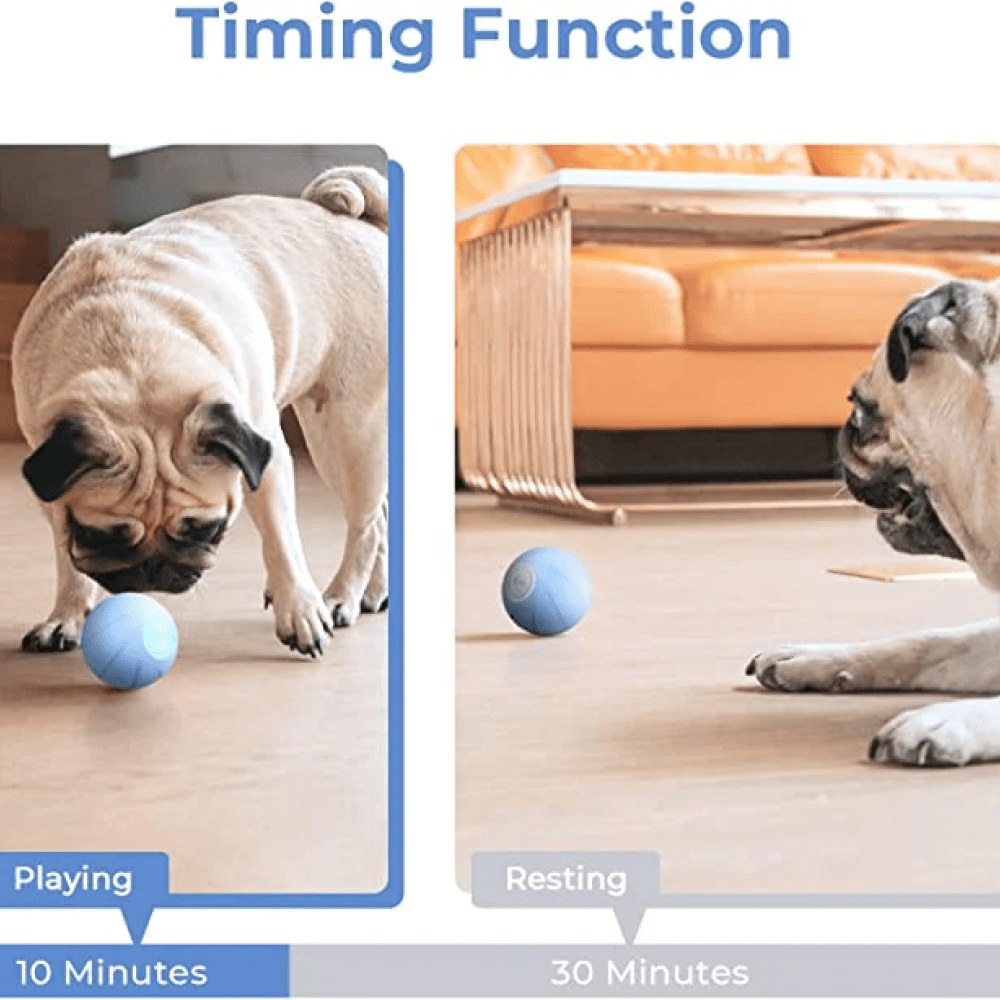 Wicked ball for deals dogs