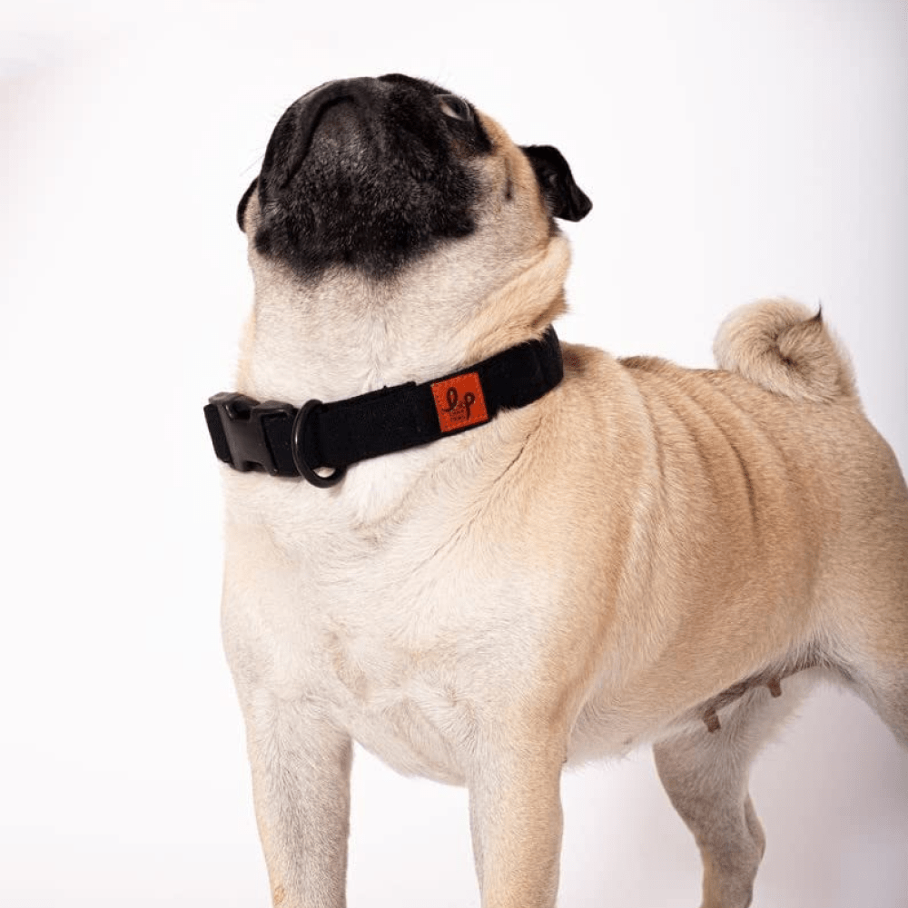Lana Paws Black Canvas Dog Collar